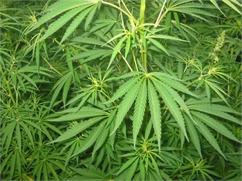 Prescription Cannabis For Medicinal Use Becomes Legal in Greece