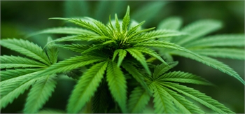 Health begins the process to regulate medicinal cannabis