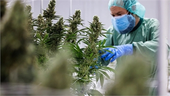 Medical cannabis could soon get the green light in France after unprecedented trial