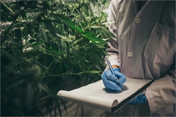 Medical Marijuana Prescriptions In Czech Republic Topped 200 Kilos For The First Time