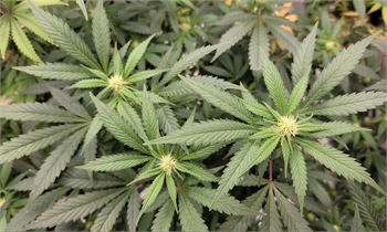 Germany Hosts Officials From U.S. And Other Countries For Marijuana Forum On Creating