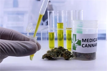Medical cannabis gets go-ahead for pain relief in French hospitals